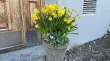 Vackra vårblommor i 5:ans port. 